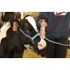 Polyethylene halter for calf