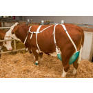 Filet de protection pour mamelles