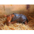 Manteaux veaux personnalisables